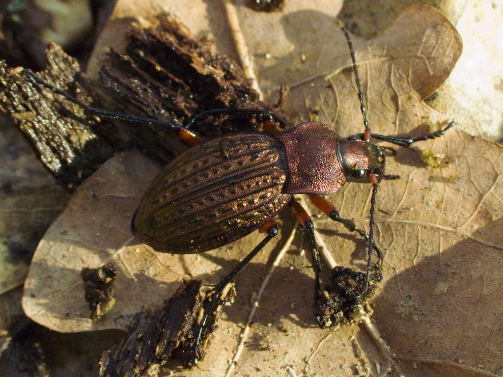 cancellatus Illiger, 1798